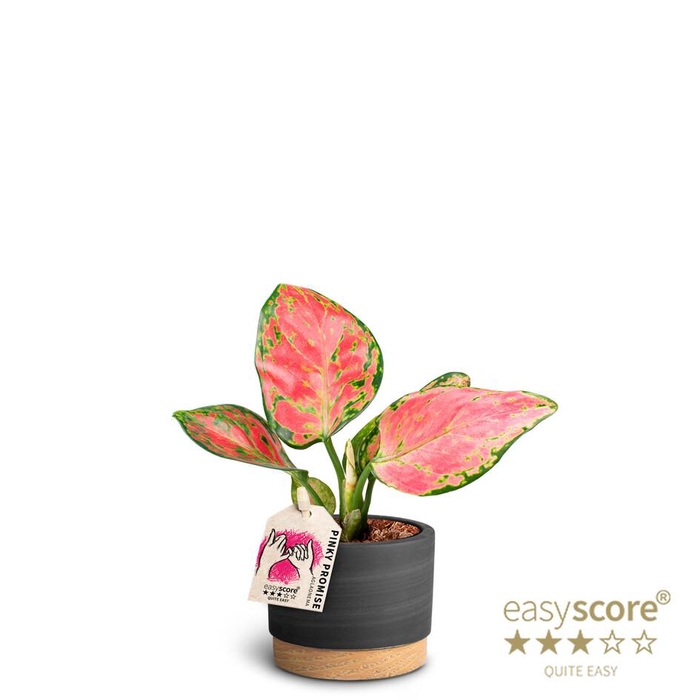 <h4>AGLAONEMA COMMUTATUM p7 WB Black</h4>