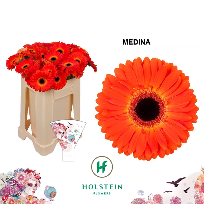 <h4>Gerbera Medina Water</h4>