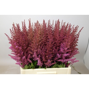 Astilbe Maggie Daley