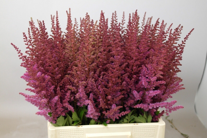 <h4>Astilbe Maggie Daley</h4>