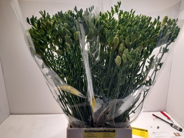 <h4>FR EN DIAMOND RIVER</h4>