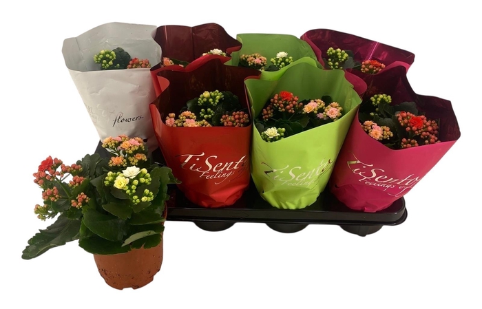 <h4>KAL GE GEM 3 KL</h4>