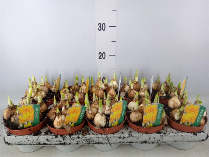 <h4>Narcissus ...</h4>