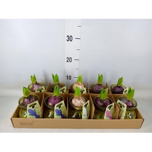 Planten  ..in schaal L%