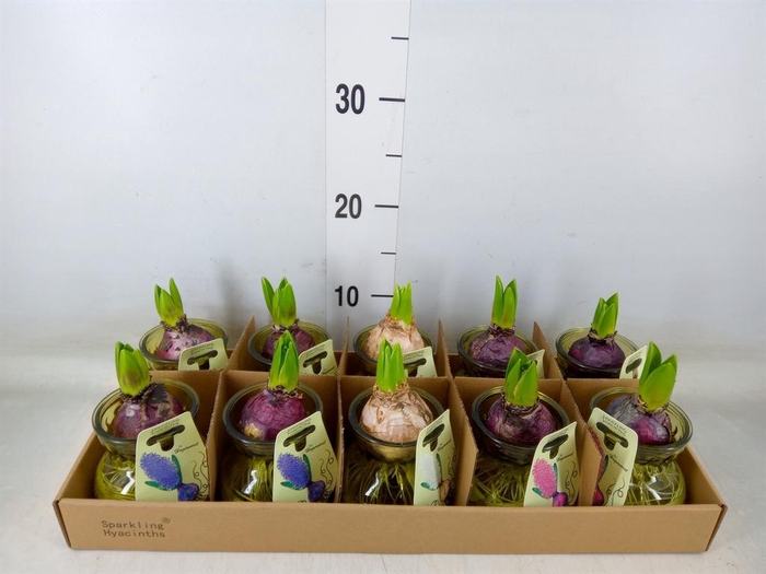 <h4>Planten  ..in schaal L%</h4>