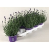 arr8 Lavan An Va D Violet