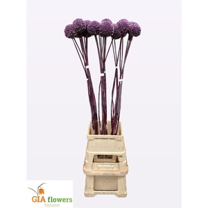 Allium Summer Drummer Xxl
