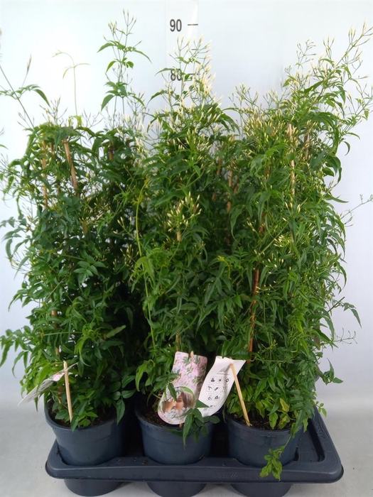 <h4>Jasminum polyanthum</h4>