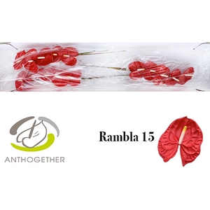 ANTH A RAMBLA 15