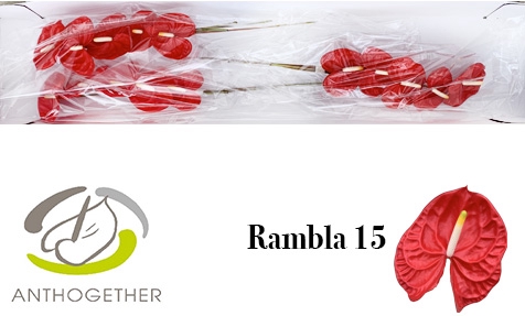 ANTH A RAMBLA 15
