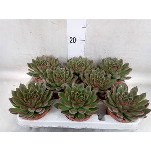 Echeveria   ...