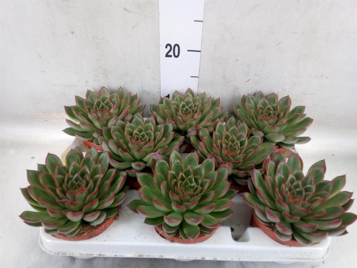 <h4>Echeveria   ...</h4>