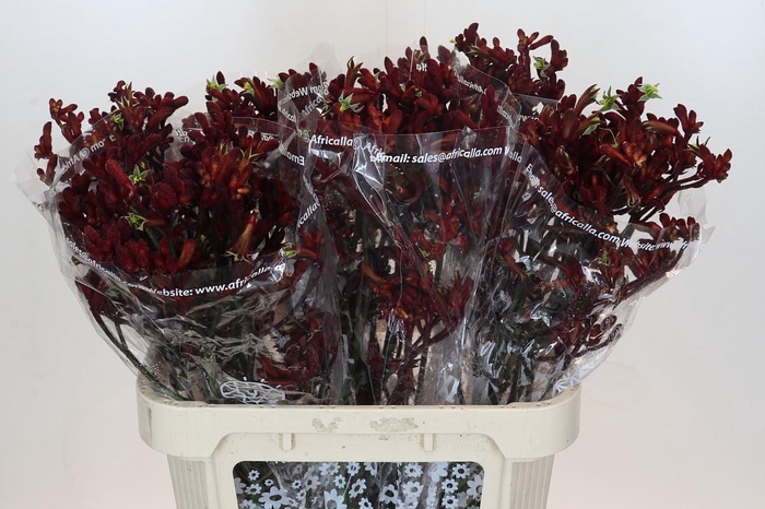 <h4>Anigozanthos Early Spring</h4>