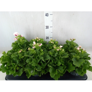 Pelargonium gran.   ...