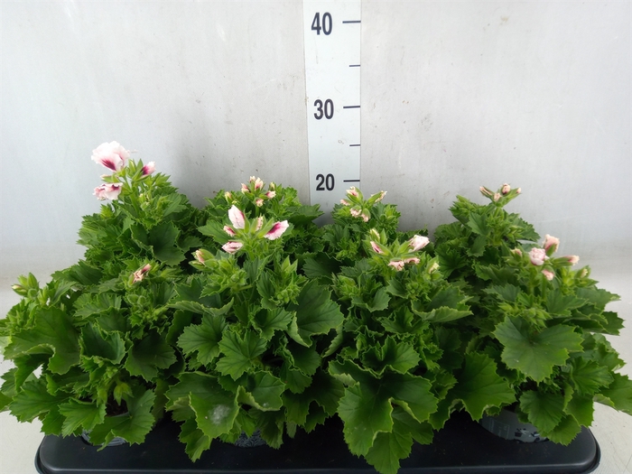 <h4>Pelargonium gran.   ...</h4>