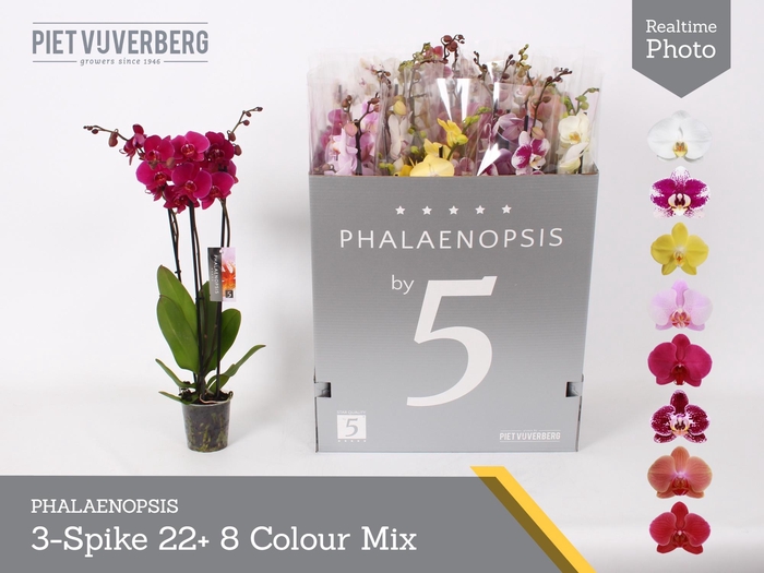 <h4>PHAL GEM 8 KL</h4>