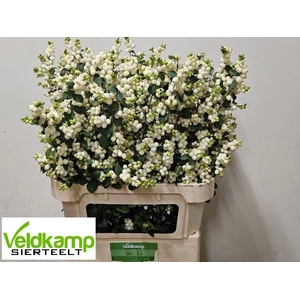 SYMPHO MAG LEMO LIME