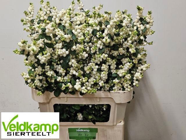 <h4>SYMPHO MAG LEMO LIME</h4>