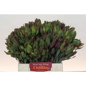 Leucadendron Senorita