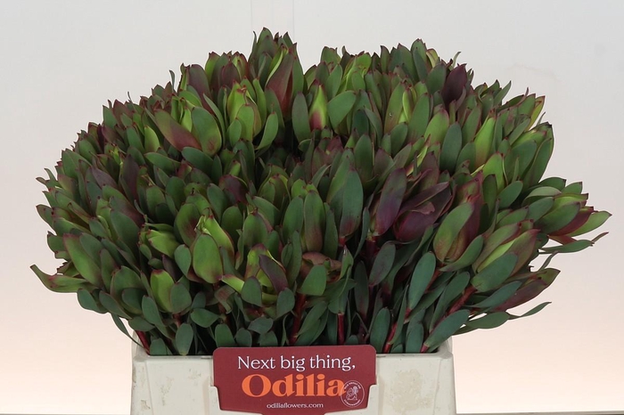 <h4>Leucadendron Senorita</h4>