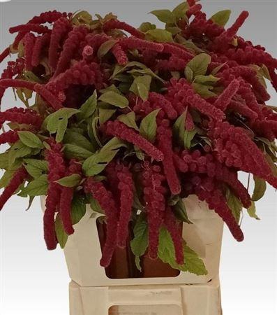 <h4>Amar Ca Rosary</h4>