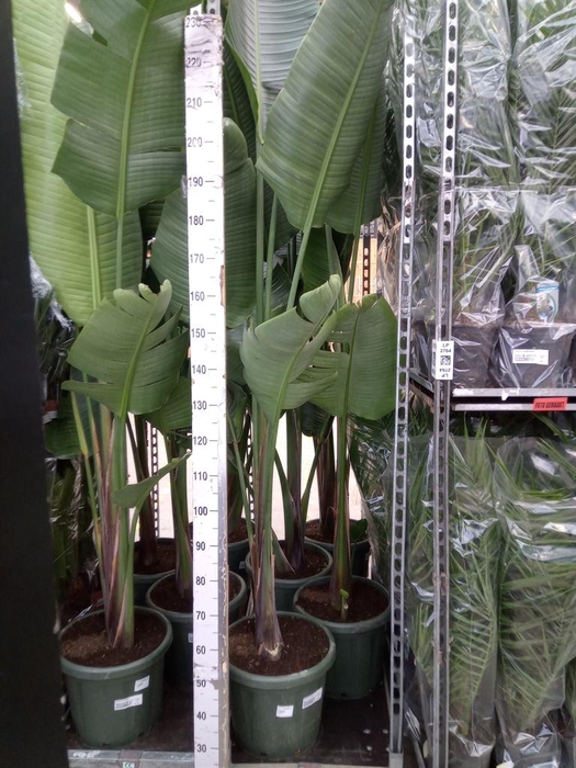 <h4>Strelitzia nicolai</h4>