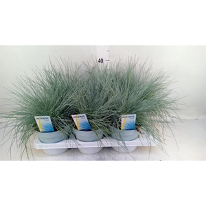 Festuca glauca 'Intens Blue'