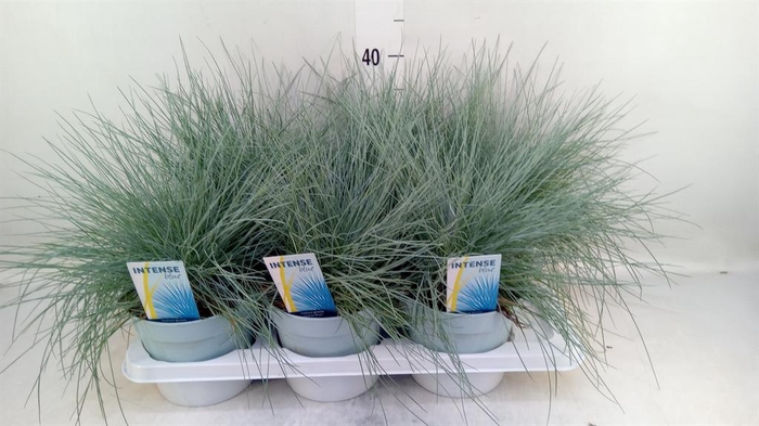 <h4>Festuca glauca 'Intens Blue'</h4>