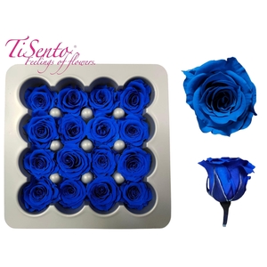 ARR ROSA POT H%