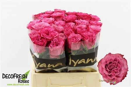 <h4>Rosa Gr Country Blues</h4>