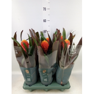 Guzmania  'Tala'