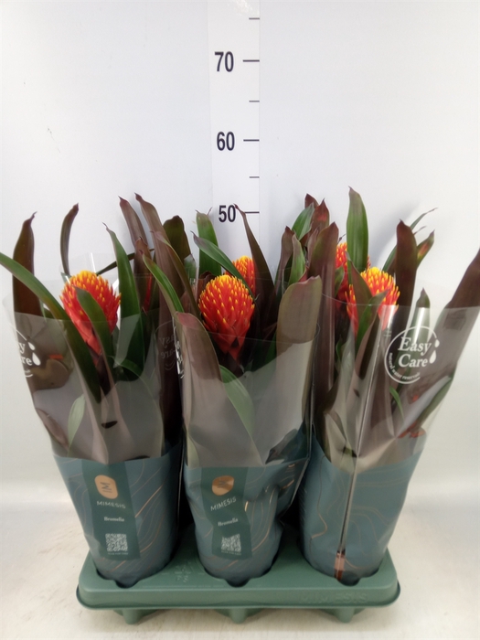 <h4>Guzmania  'Tala'</h4>