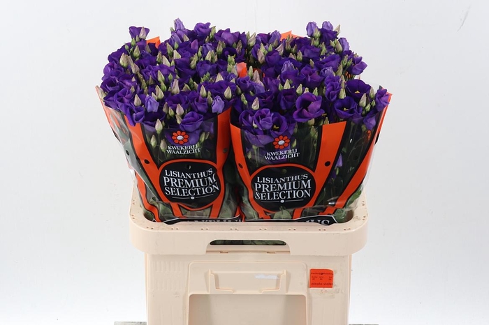 <h4>Eus E Picco Violet</h4>