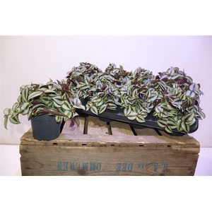 arr8 Trad Ze Purpusii