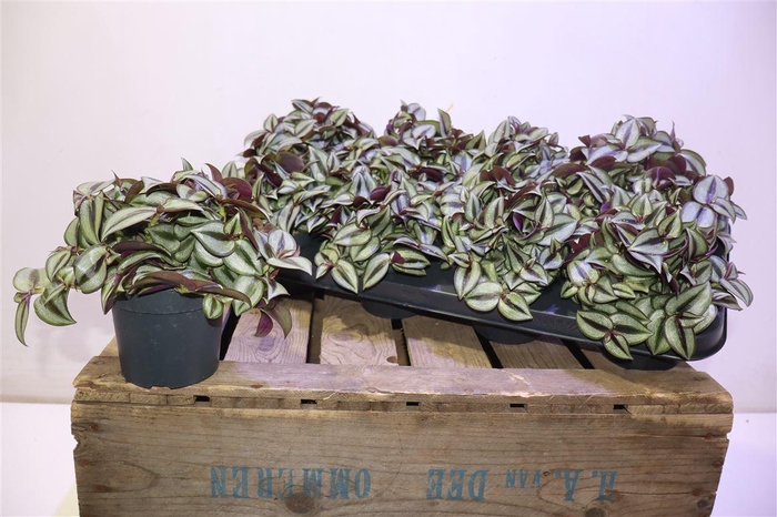 <h4>Trad Ze Purpusii</h4>