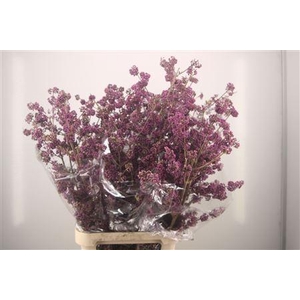 Callicarpa Xl