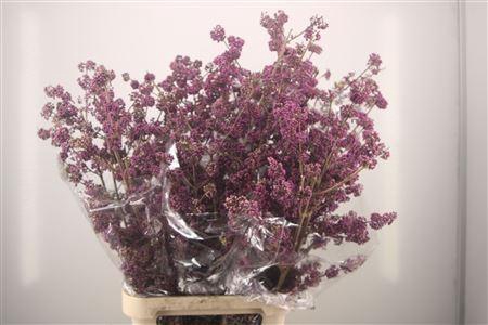 <h4>Callicarpa Xl</h4>