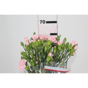 CRAVO SPRAY DOOBADOO 070 CM