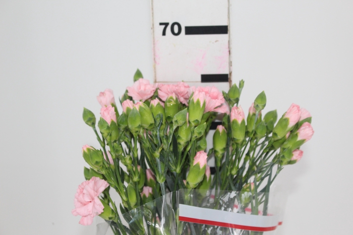 <h4>CRAVO SPRAY DOOBADOO 070 CM</h4>