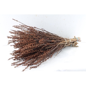 Gagel Myrica Per Bos