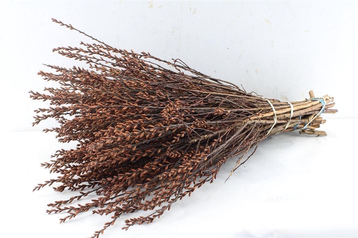 <h4>Gagel Myrica Per Bos</h4>