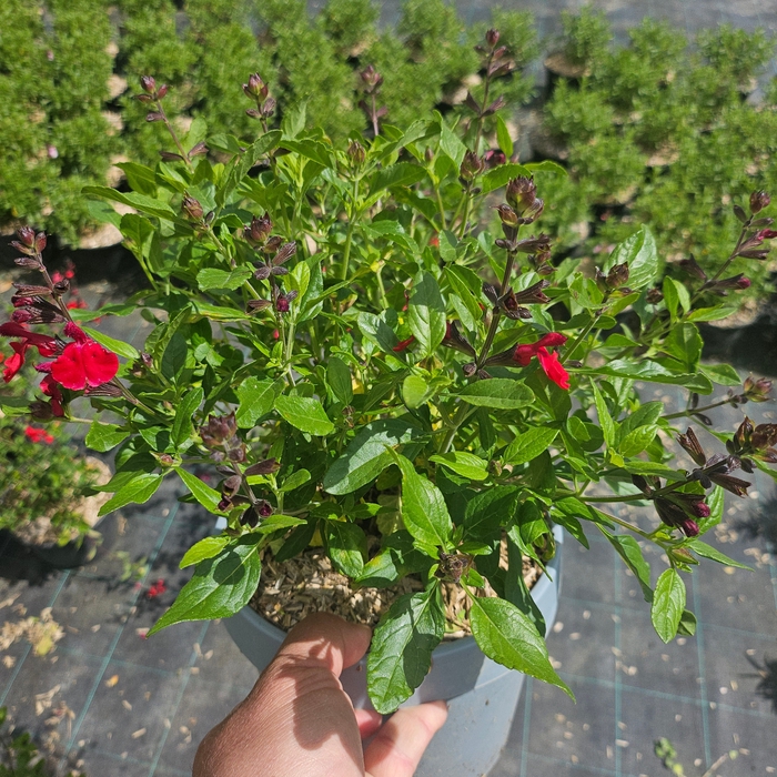 <h4>Salvia overig</h4>