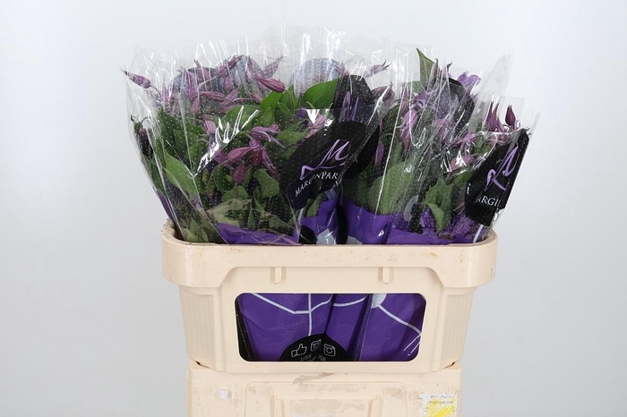 <h4>Clem Amazing Rome</h4>