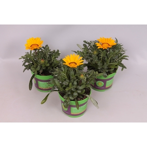 Gazania Kiss Yellow