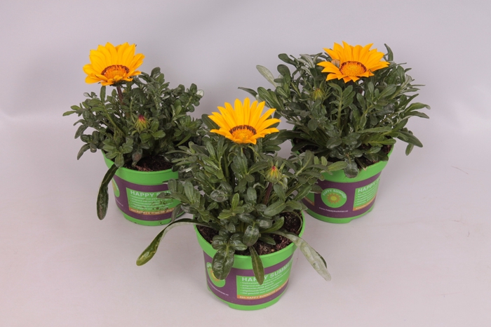 <h4>Gazania Kiss Yellow</h4>