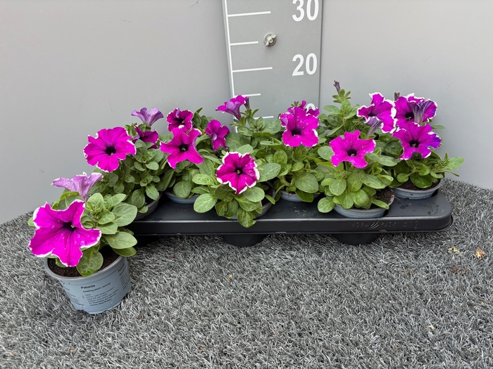 <h4>PET FOR PURPLE PICO</h4>