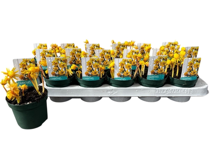 <h4>ERANTHIS HYEMALIS</h4>