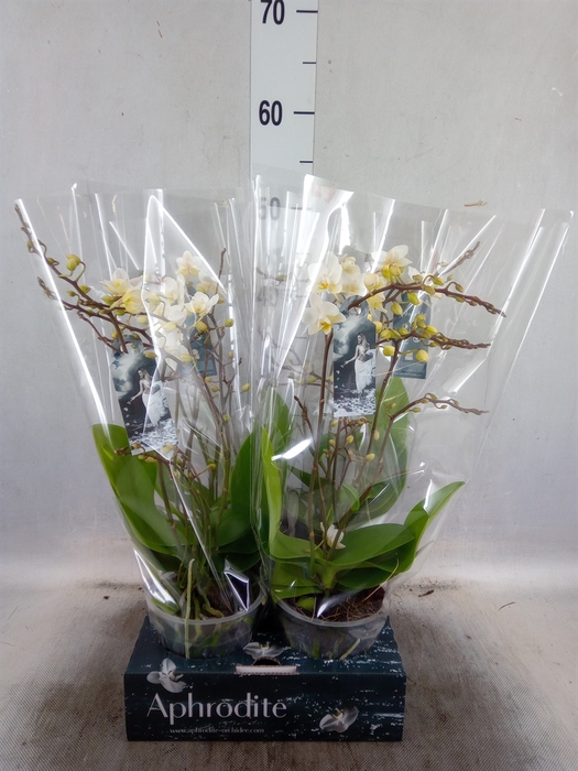 Phalaenopsis multi. 'FC Soft Cloud'