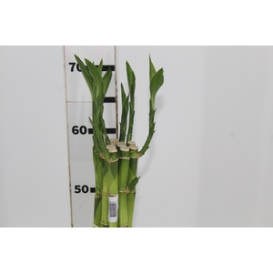 DRACENA LUCKY BAMBOO RETO 060 CM