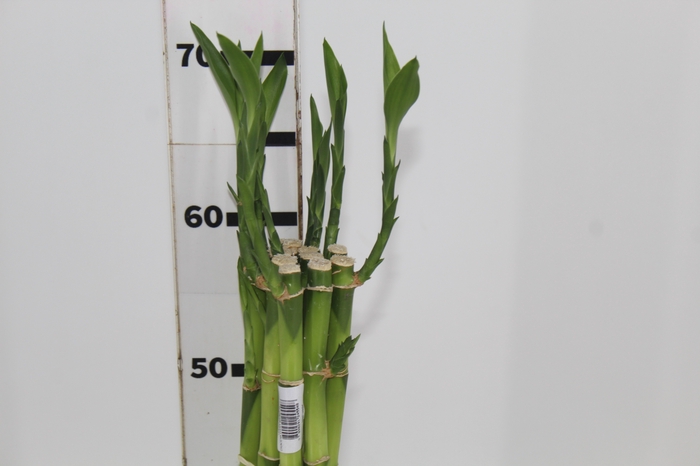 <h4>DRACENA LUCKY BAMBOO RETO 060 CM</h4>